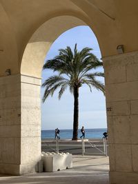 palm tree