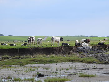 Cows on field against sky