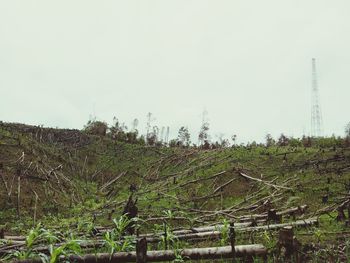 Plants growing on field against sky