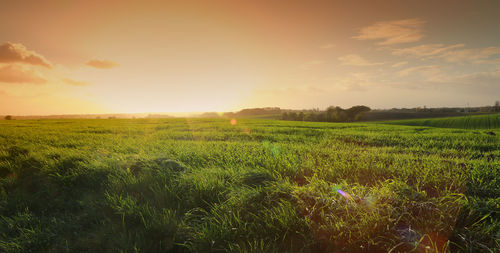 Scenic view of field against sky during sunset