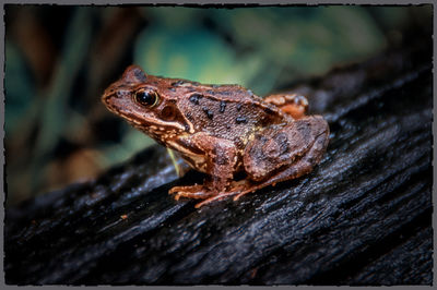 Close-up of lizard