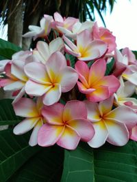 Close-up of pink flowers