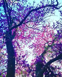 Low angle view of pink flower tree