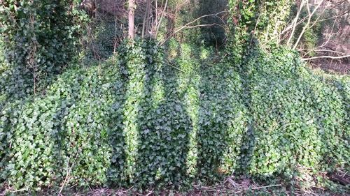 Moss growing on tree trunk