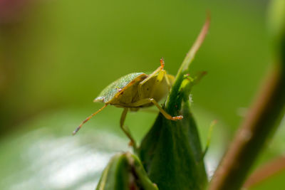 Close-up of insect on leaf