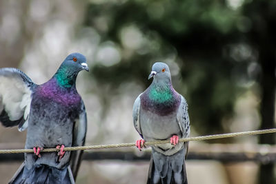 Close-up of pigeons perching on metal railing