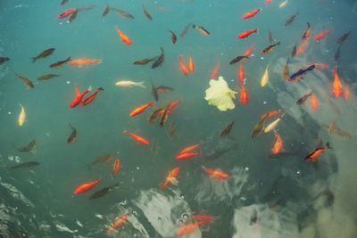 High angle view of fish swimming in lake