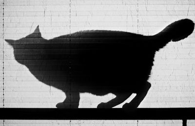 Shadow of cat on wall