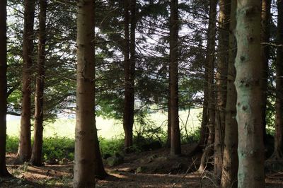 Trees in forest