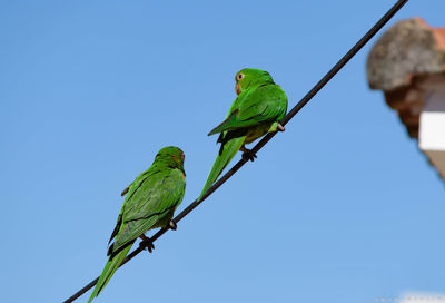 Low angle view of parrot perching on tree against clear blue sky