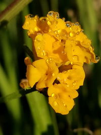 Close-up of yellow flower blooming outdoors