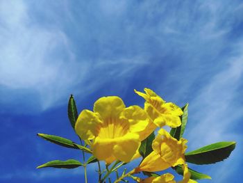 Close-up of yellow flowering plant against blue sky