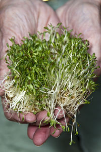 Close-up of hand holding leaves