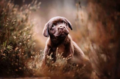 Close-up portrait of dog