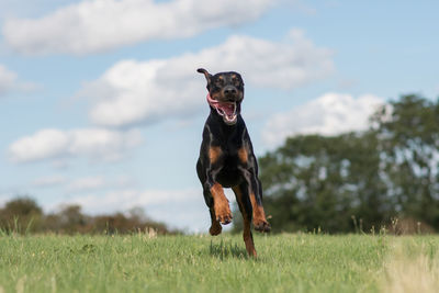 Dog running on field