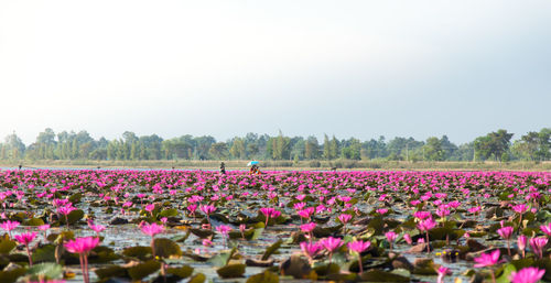 Pink flowers growing in field against clear sky