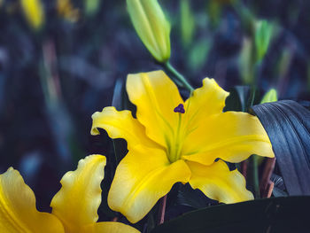 Close-up of yellow flowering plant