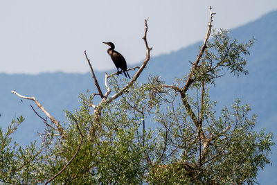 Low angle view of bird perching on branch against sky