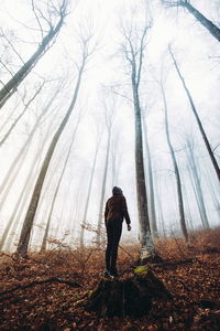 Low angle view of person standing amidst bare trees at forest