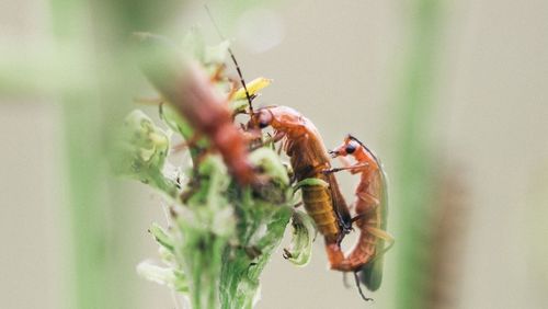 Close-up of insect on plant