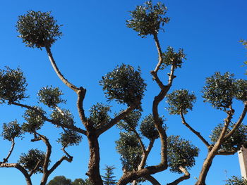 Low angle view of trees against clear blue sky