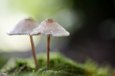 Close-up of mushroom growing on field