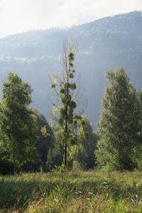 Trees on field against sky