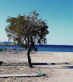 Tree on beach against clear blue sky