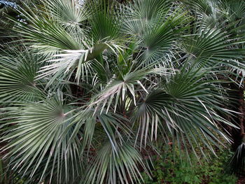 Full frame shot of palm leaf