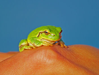 Close-up of hand holding lizard