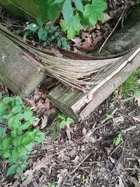 High angle view of plants