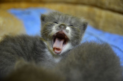 Close-up of cat yawning