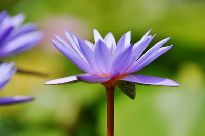 Close-up of purple flower blooming outdoors