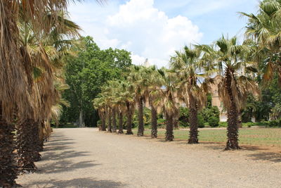 Panoramic view of palm trees on road against sky