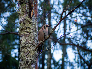 Low angle view of bird perching on tree