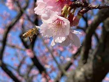 Close-up of cherry blossoms on tree