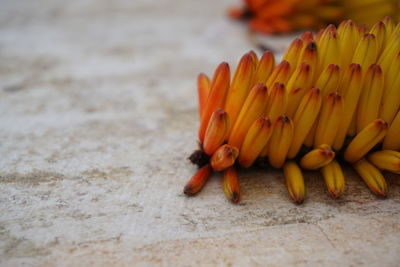 Close-up of orange flower