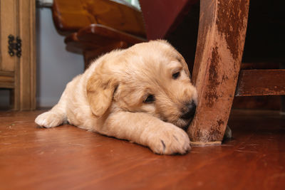 Dog lying on wooden floor