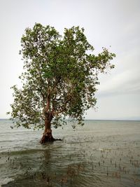 Tree by sea against clear sky