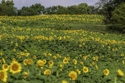 Yellow flowers growing on field