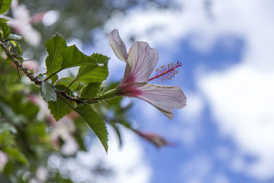 Close-up of butterfly on flower