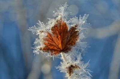 Close-up of frosted leaf