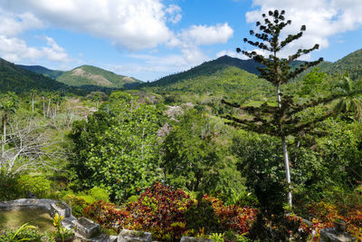 Plants growing on land against sky