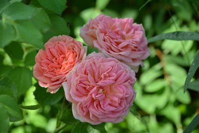 Close-up of pink flowering plant