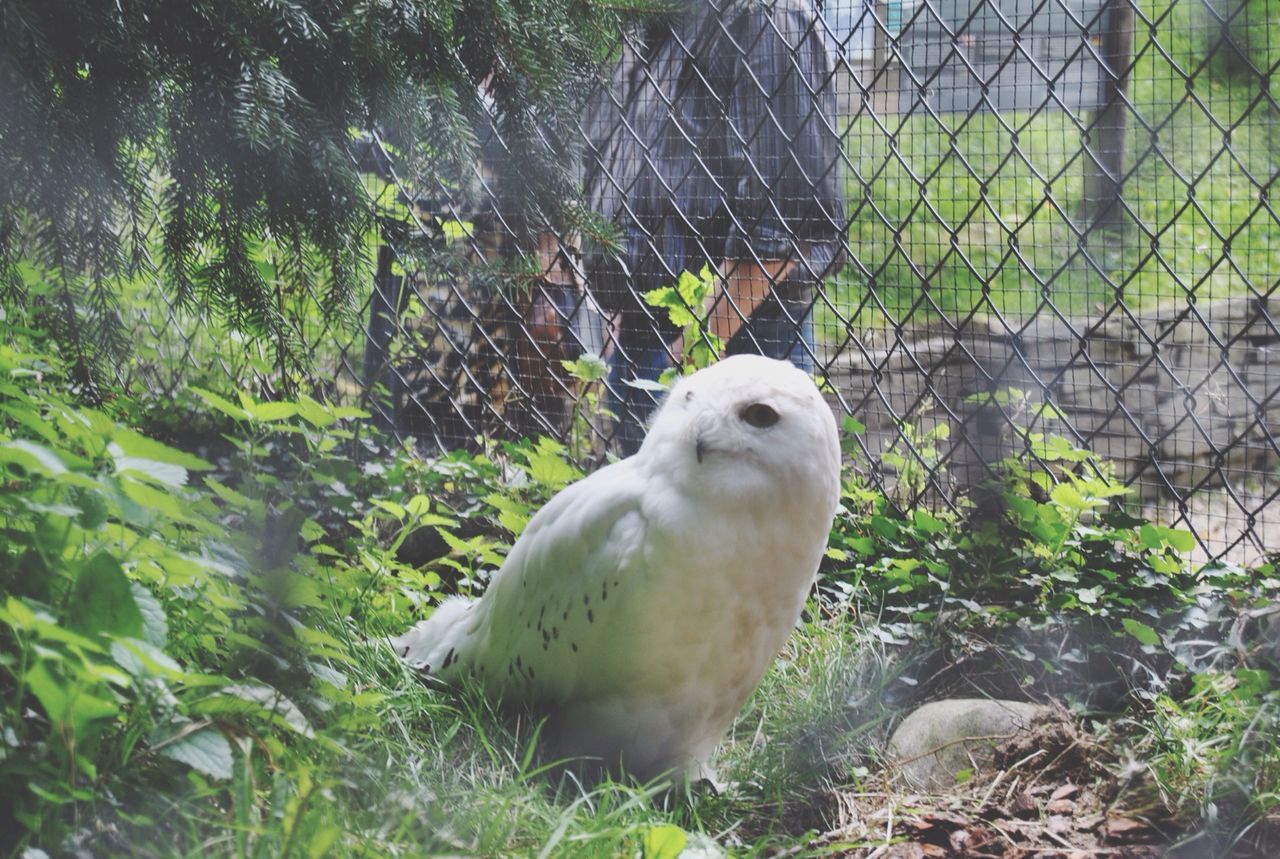 animal themes, one animal, animals in the wild, bird, wildlife, tree, nature, plant, grass, growth, mammal, field, day, no people, side view, beauty in nature, outdoors, green color, focus on foreground, close-up