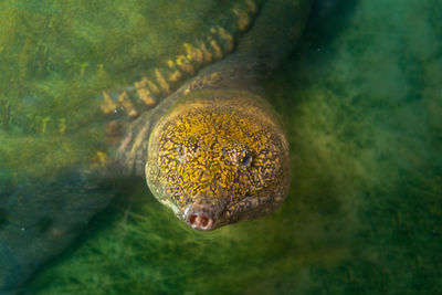 Close-up of turtle in sea