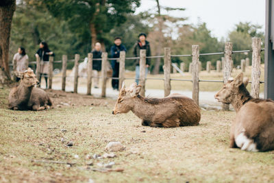 Deer sleeping on field