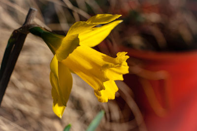 Close-up of yellow flowering plant