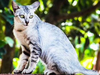 Portrait of tabby cat sitting on tree