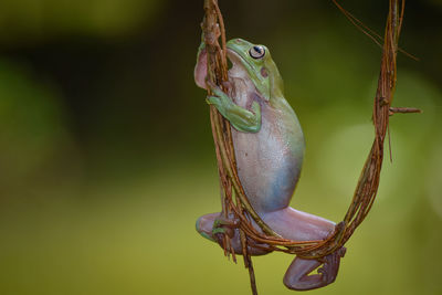 Close-up of frog on plant